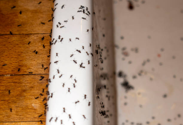Best Exterminator Services  in Danville, AR
